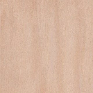 Yellow Birch texture